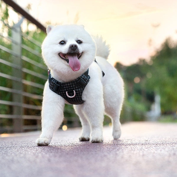 Arnés de pecho para perros con luz LED nocturna para exteriores