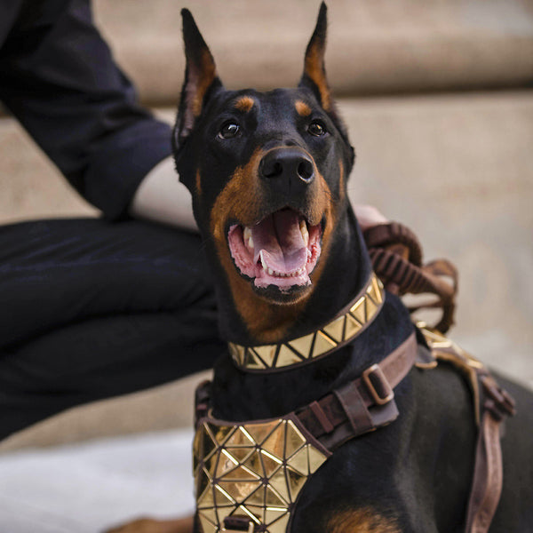 Chaleco de cuerda de tracción para perros estilo pecho y espalda