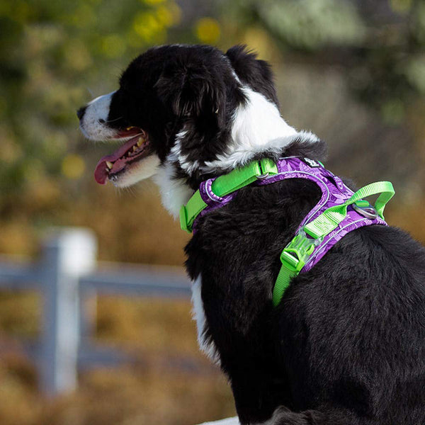 Harnais réfléchissant antidéflagrant pour chien avec boucle en aluminium aéronautique