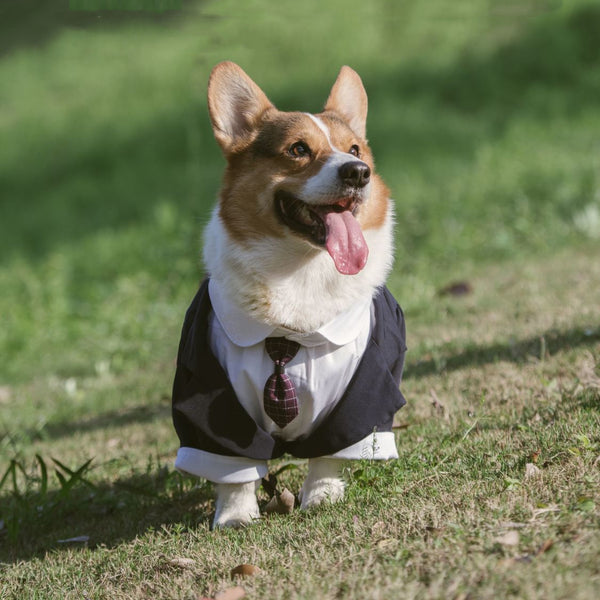 Pet Suit Dog Dress Tuxedo