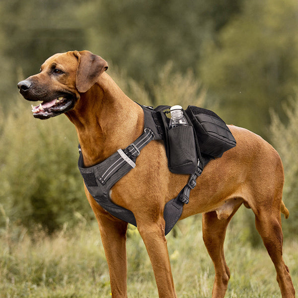 Correa para el pecho para pasear perros y mascotas, cómoda y resistente al agua