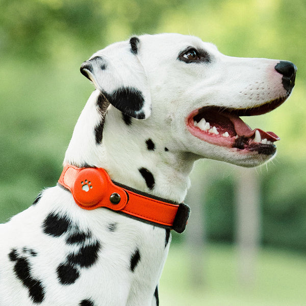 Collar de posicionamiento antipérdida para mascotas con luz de advertencia GB