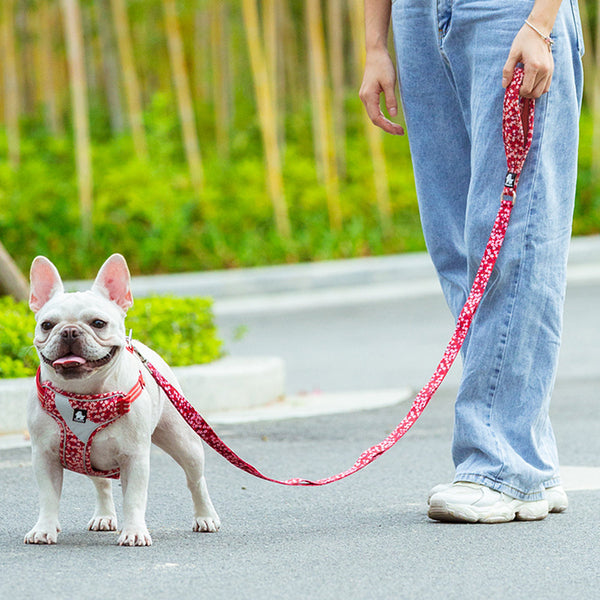 Perro mascota saca la cuerda y la cadena