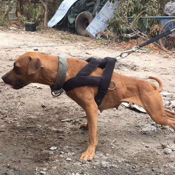 Juego de correas elásticas para el pecho con cuerda amortiguadora para entrenamiento de fuerza explosiva Suministros y equipo de Bulldog