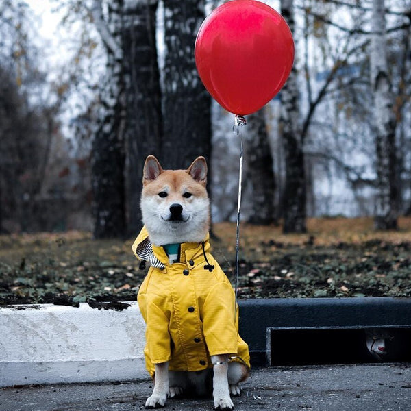 Imperméable pour chien Vêtements pour animaux de compagnie Vêtements pour chien Eau de pluie