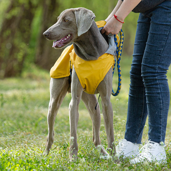 Ropa impermeable de PU para mascotas, mediana y grande, portátil, universal