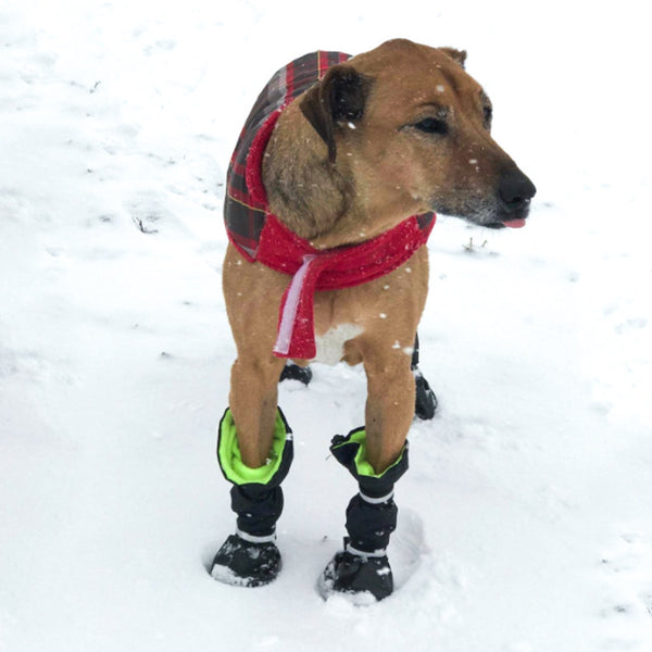 Chaussures pour animaux de compagnie pour chiens, bottes de pluie générales imperméables et résistantes à la neige