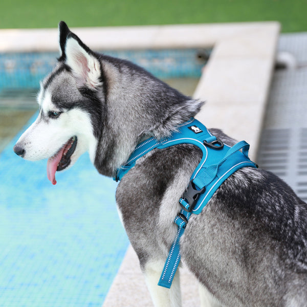 Correa para el pecho, suministros para mascotas, chaleco a prueba de explosiones, cuerda para sujetar la mano del perro