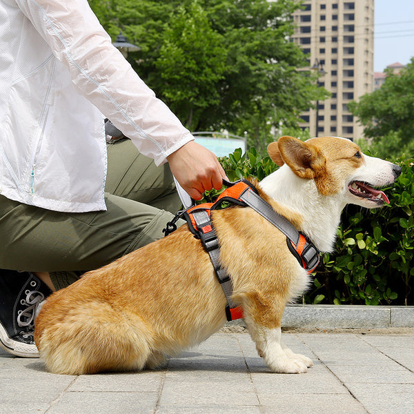 Dog Hand Holding Rope Vest Dog Chest Strap