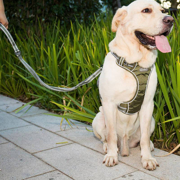 Laisse rétractable élastique antidéflagrante pour chien fluorescente pour animaux de compagnie