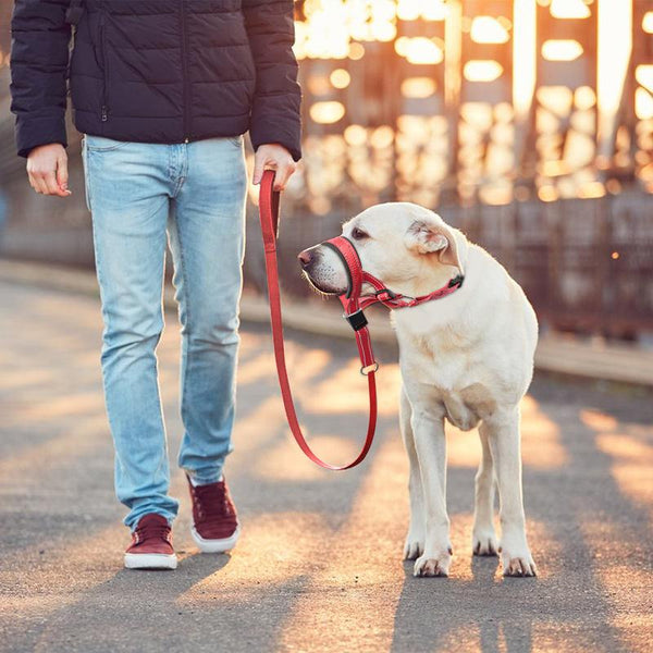 Bozal y correa de nailon reflectante para perros con ajuste ajustable