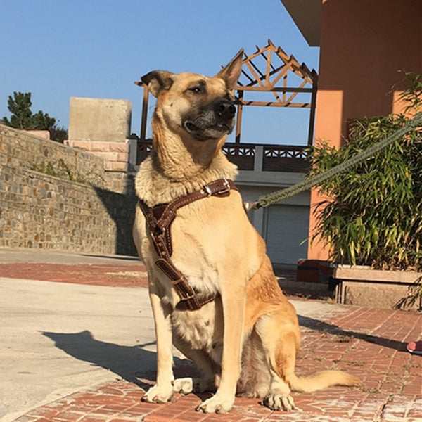 Pecho y espalda de piel de vaca engrosada de doble capa