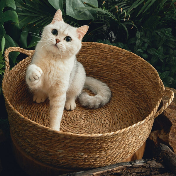 Esterilla de cola de gato todo en uno con arena para gatos de ratán