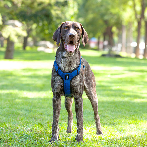 Chaleco reflectante y transpirable con correa para perros, suministros para mascotas