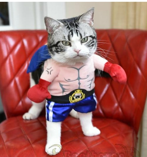 Costume de chat boxeur