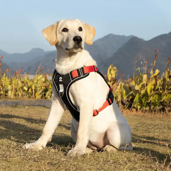 Harnais réfléchissant anti-traction pour chien avec poignée de contrôle