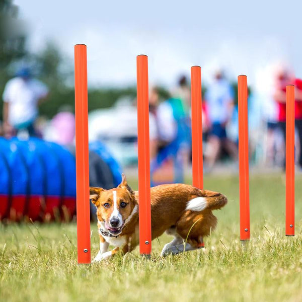 Herramienta portátil para saltar y agilizar perros