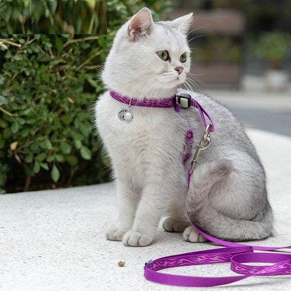 Sangle de poitrine pour chat et animal de compagnie, corde de transport, gilet, laisse pour petit chien