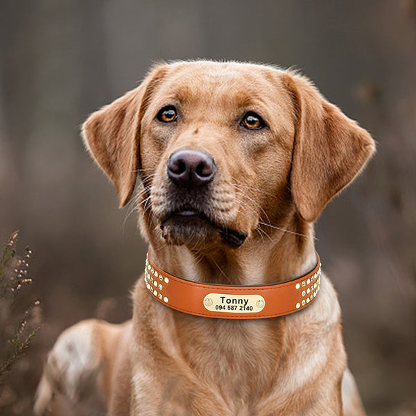 Collar para perro Labrador Golden Retriever Dubinde Shepherd Dog Marca Letras personalizadas