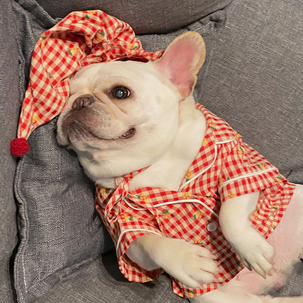 Vêtements, chiens et chats préférés Teddy Schnauzer