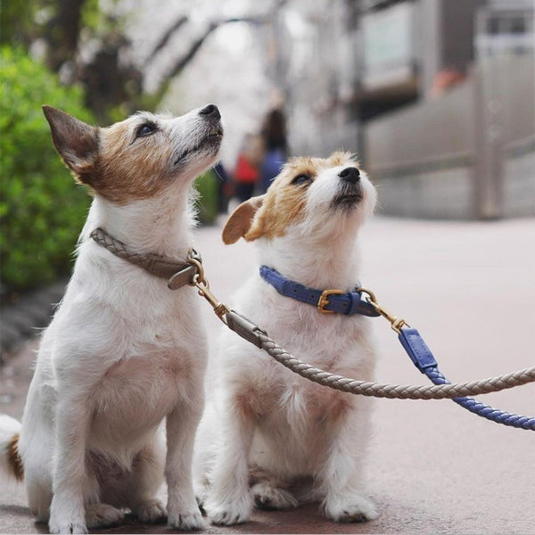 High-end Large Dog Collar Sturdy Netflix Ke Foundation Hair Pet