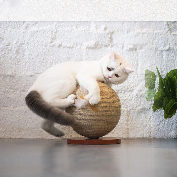 El gato atrapa la pelota