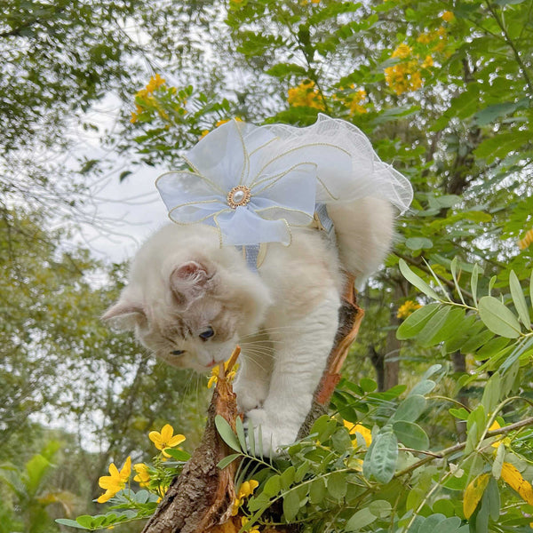 Couches de fil Laisse pour animaux de compagnie Chat et chiot Universel