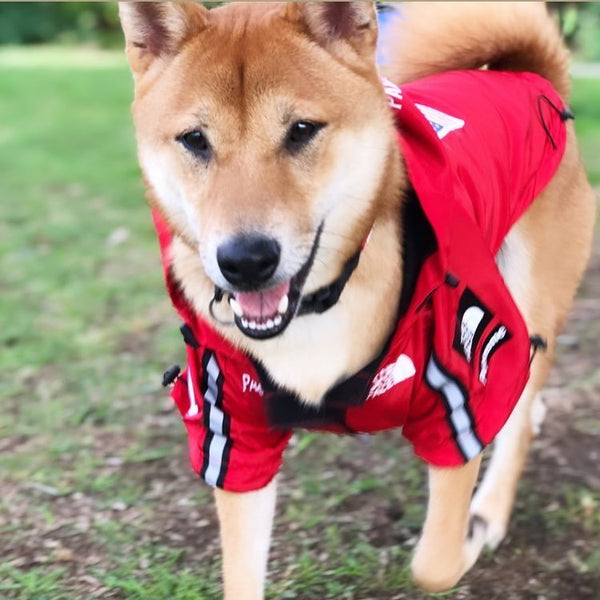 Imperméable coupe-vent et imperméable pour chien de grande taille