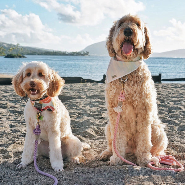 Corde de traction progressive pour animaux de compagnie tissée à la main