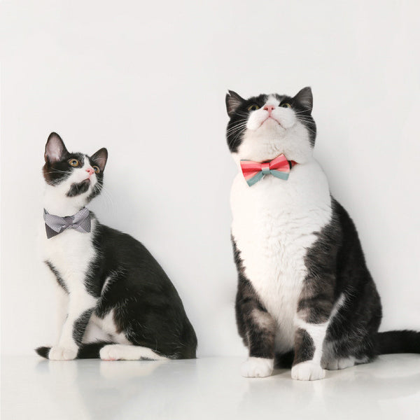 Collar con lazo para mascotas con forma de pajarita para gatos