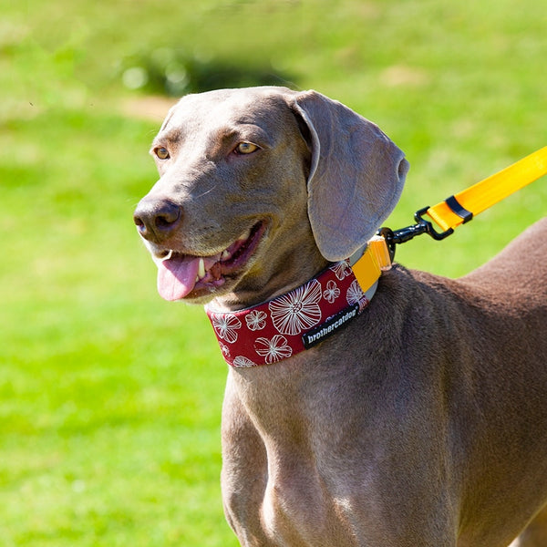 Fournitures réglables pour chats Évitez de couper dans le cou Collier pour animaux de compagnie Bandana