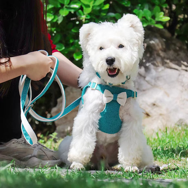 Ensemble adorable de collier, harnais et laisse pour chien à dégagement rapide avec nœud papillon