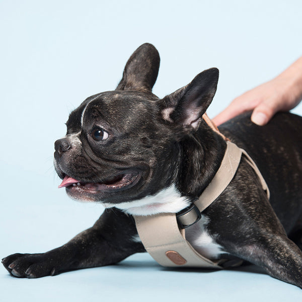 Correa de algodón suave para mascotas, moderna y moderna, con cuerda para sujetar con la mano, universal para las cuatro estaciones