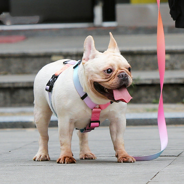 Correa para mascotas para perros pequeños, medianos y grandes