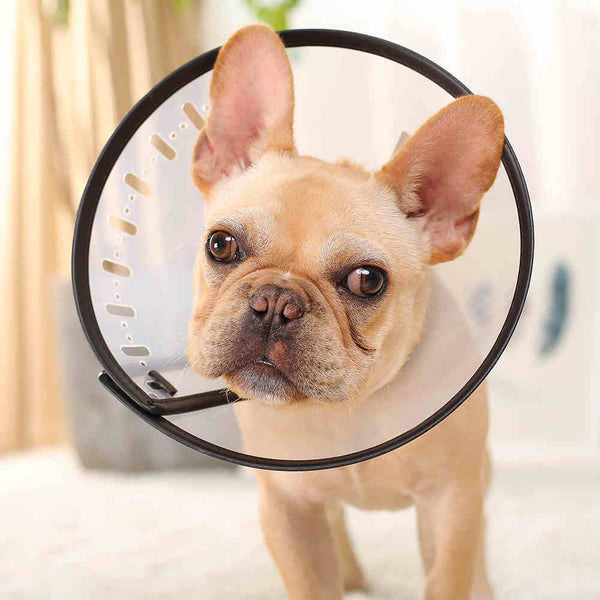 Collar antimordeduras y lamidos para mascotas con forma de anillo para cachorros y gatos Shiba Inu