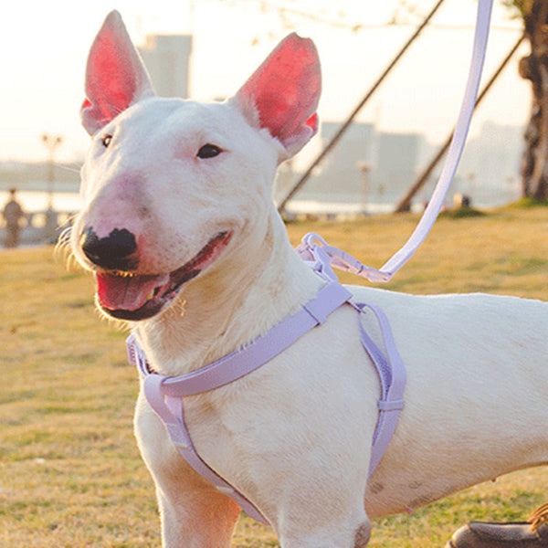 Collar de pecho y espalda de PVC de color gelatina, productos impermeables para mascotas