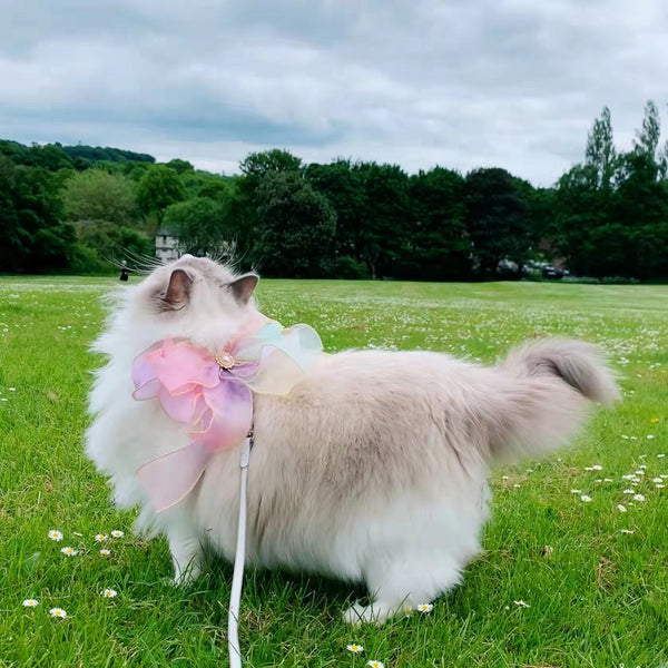 Laisse rétractable et détachable pour animal de compagnie en forme de papillon volant