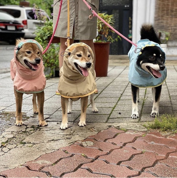 Les imperméables pour chiens de grande taille n'affectent pas la sécurité des promenades