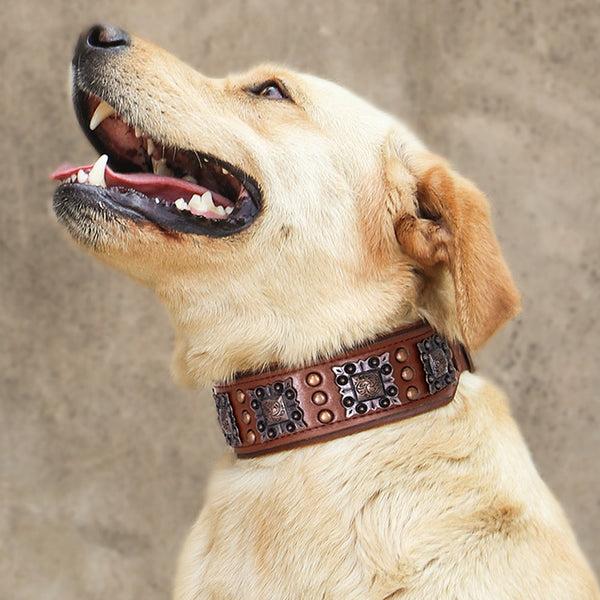 Collar con remaches a prueba de mordeduras para perros medianos y grandes