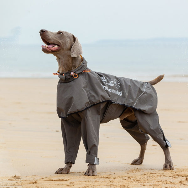 Poncho impermeable para perros de cuatro patas y medianos y grandes