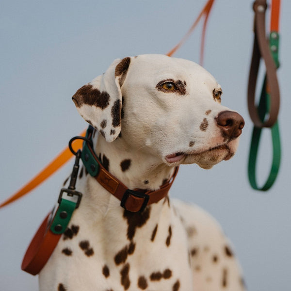 Collier pour chien avec corde de traction rétro