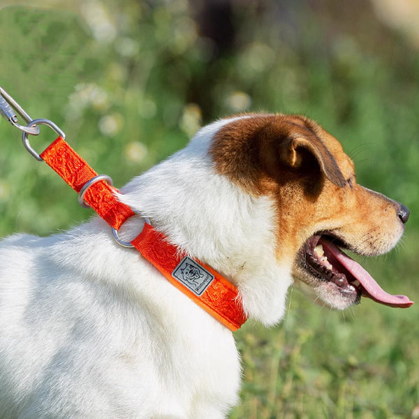 Collar para perros Cadena P Collar para pasear perros Artefacto para collares