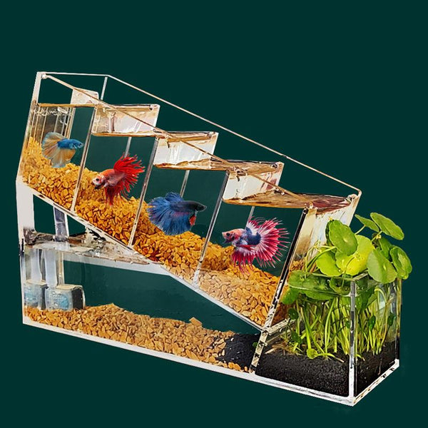 Élégant aquarium en acrylique pour poissons Betta