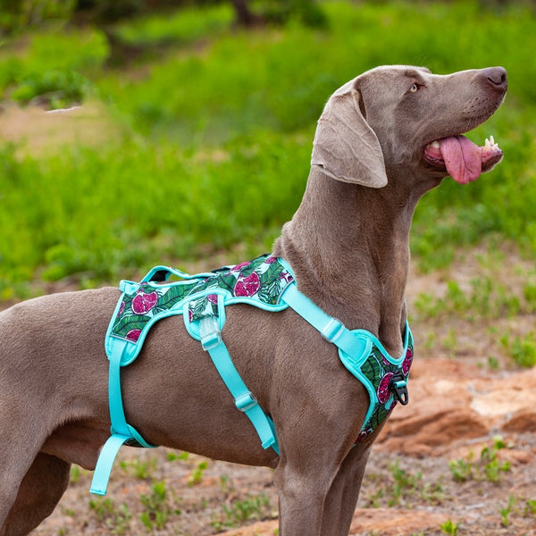 Correas reflectantes para perros cómodas y elevables para la noche