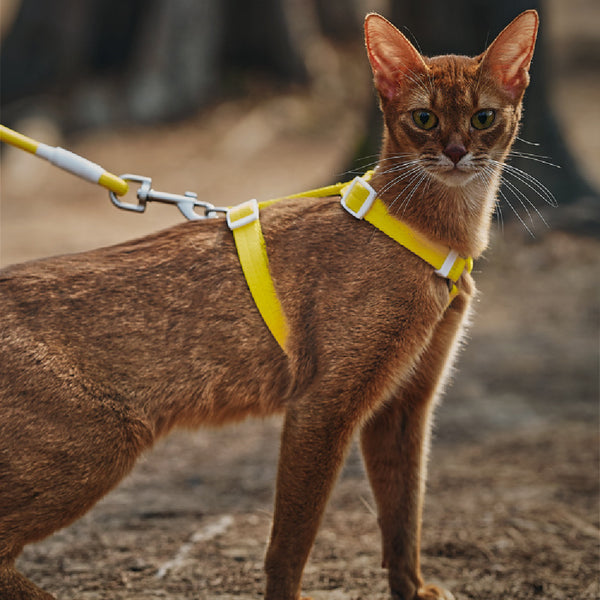 Cuerda de tracción anti-rotura para mascotas