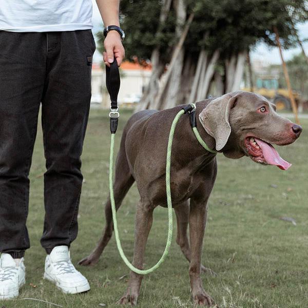 Correa para perros a prueba de explosiones, sencilla y de moda