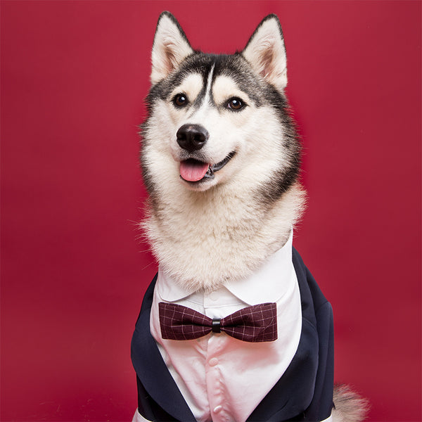 Camisa de vestir con cola de golondrina para perro mascota