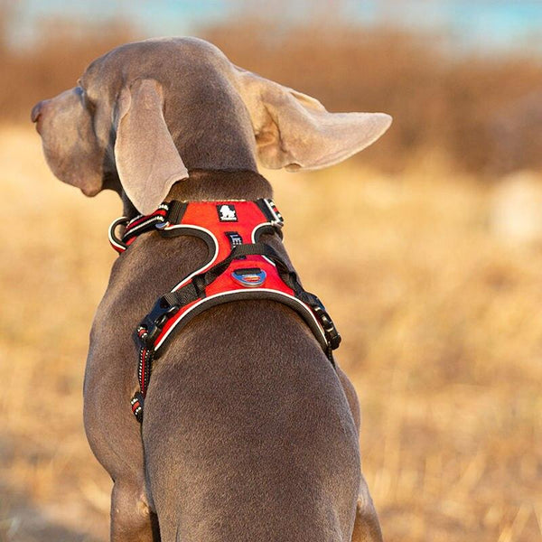 Harnais réglable anti-traction pour chien avec nylon réfléchissant et fonctions de sécurité