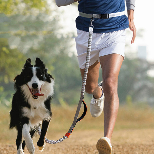 Suministros para mascotas Correa para perros para correr al aire libre